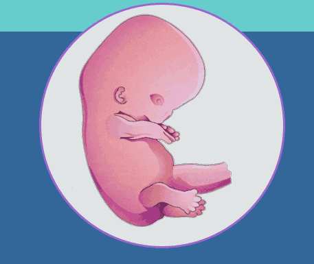 illustration of an embryo